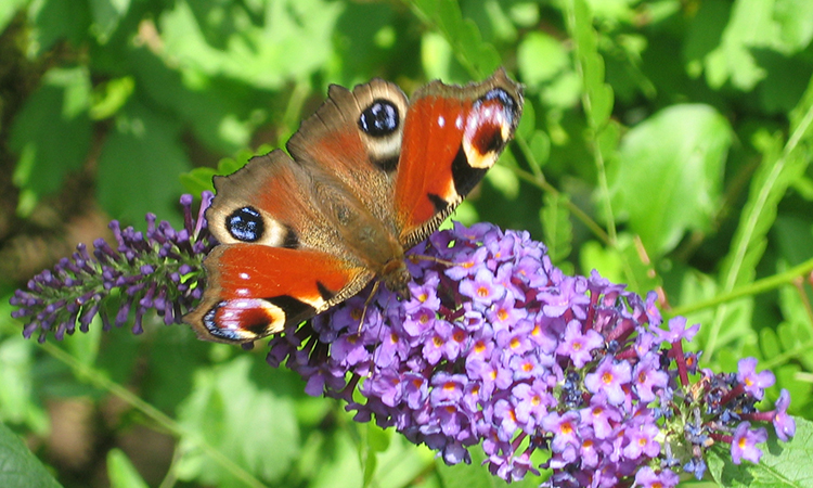 Pfauenauge am Sommerflieder