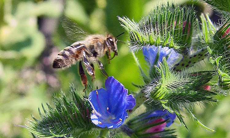 Honigbiene im Anflug