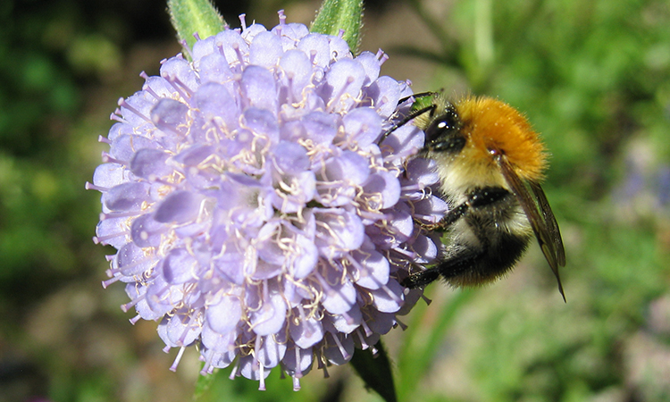 Hummel an Witwenblume