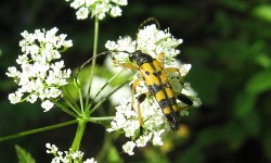 Schmalbock auf Wiesenkerbel