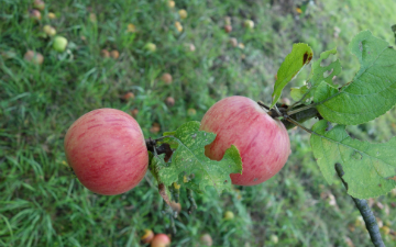 Streuobstwiese