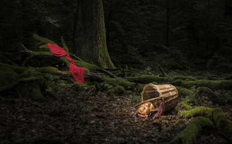 Ein umgefallener Korb mit Backwaren mitten im Wald, ein rotes Tuch – wo ist das Rotkäppchen abgeblieben?