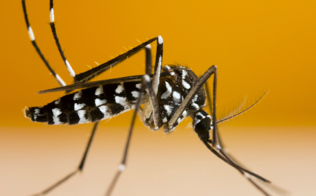 Das Amt für Gesundheit und Gefahrenabwehr informiert darüber, welche Möglichkeiten es gibt, die Ausbreitung der Asiatischen Tigermücke zu verhindern.