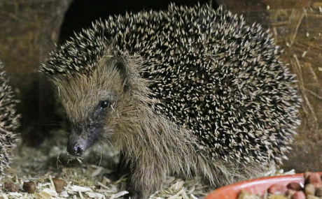 Igel finden zunehmend weniger Nahrung in heimischen Gärten und in der Natur. Zusätzlich werden den gefährdeten Tieren nicht nur Autos im Straßenverkehr, sondern auch Mähroboter zur Gefahr, wenn diese im Garten Gras schneiden, während wenn auch die nachtaktiven Tiere unterwegs sind. Ein Mähroboter kann einen Igel ernsthaft verletzen. Foto: Wildtierfreunde Maintal