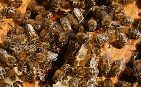 Der Main-Kinzig-Kreis empfiehlt Bienenhaltern im und auch rund um den Sperrbezirk, bei ihren Beständen regelmäßig gewissenhaft auf Faulbrut‐Symptome zu achten.