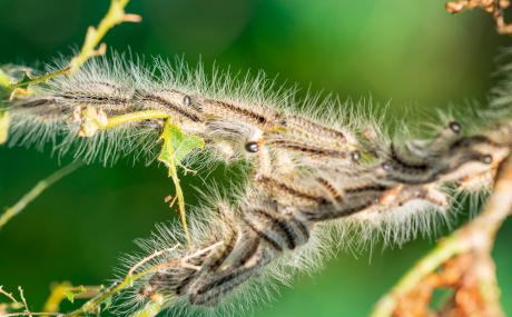 Foto: Ein Nest der Raupen des Eichenprozessionsspinners (© Serhii Milekhin, Ukraine / 123RF)